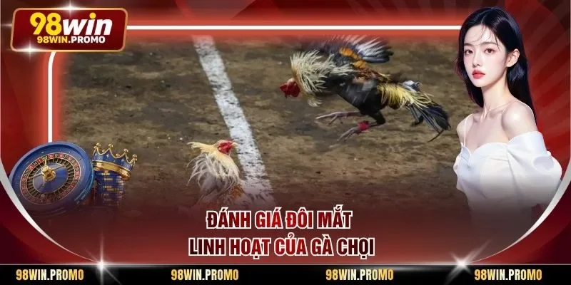 Mẹo Chọn Gà Đá Thomo - Phương Pháp Tìm Kiếm Chiến Kê 2 Đánh giá đôi mắt linh hoạt của gà chọi