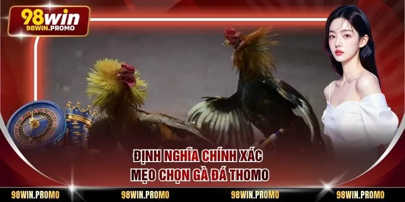 Mẹo Chọn Gà Đá Thomo - Phương Pháp Tìm Kiếm Chiến Kê 1 Định nghĩa chính xác mẹo chọn gà đá Thomo